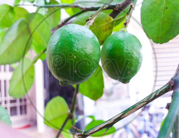 closeup of hanging lemons on the tree