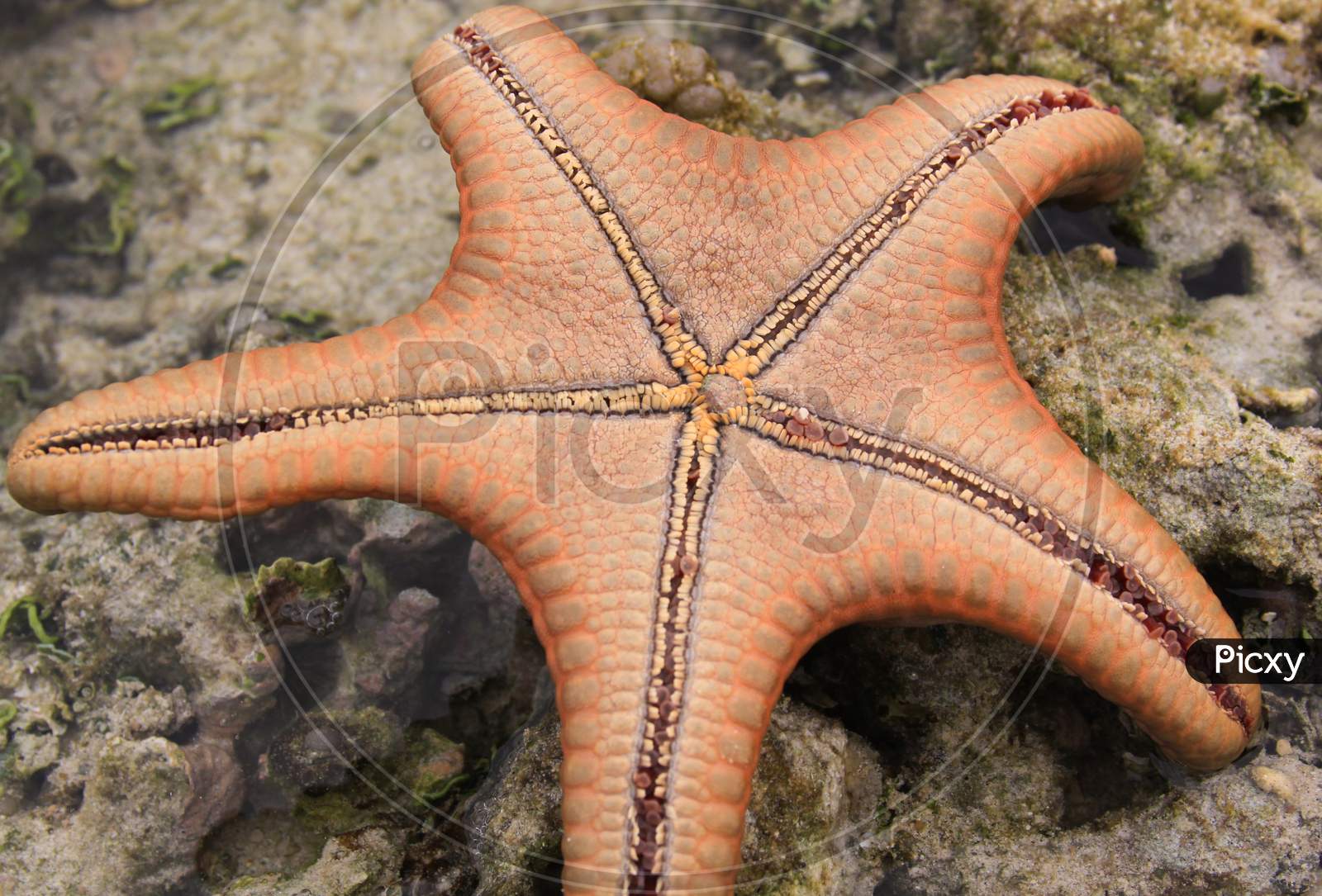 Orange Sea Star Turned Upside Down Bottom Details