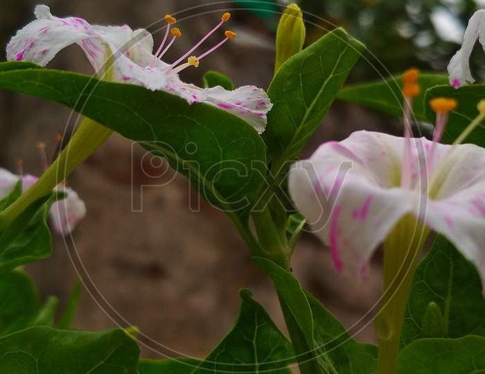 4 o'clock flower, is the most commonly grown ornamental species of Mirabilis plant, and is available in a range of colours.The flowers usually open from late afternoon or at dusk (namely between 4 and 8 o'clock),