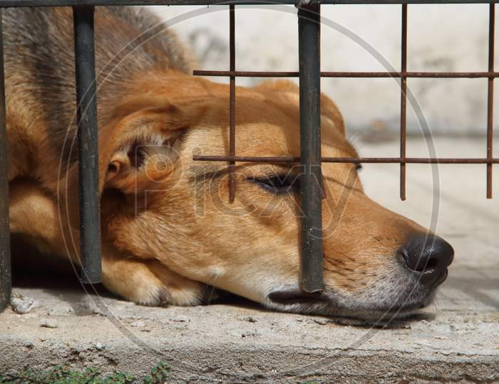 Dogs Locked Up Victims Of Animal Abuse And Abuse