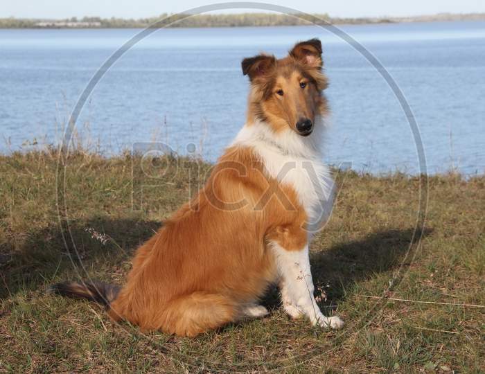 Puppy Collie On The Beach Pet Friendly