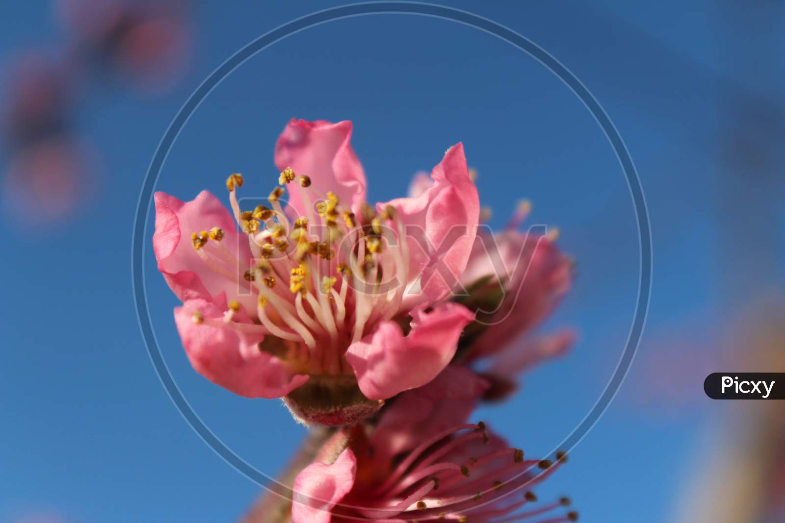 Fruit Tree Blossom (Ca 05395)