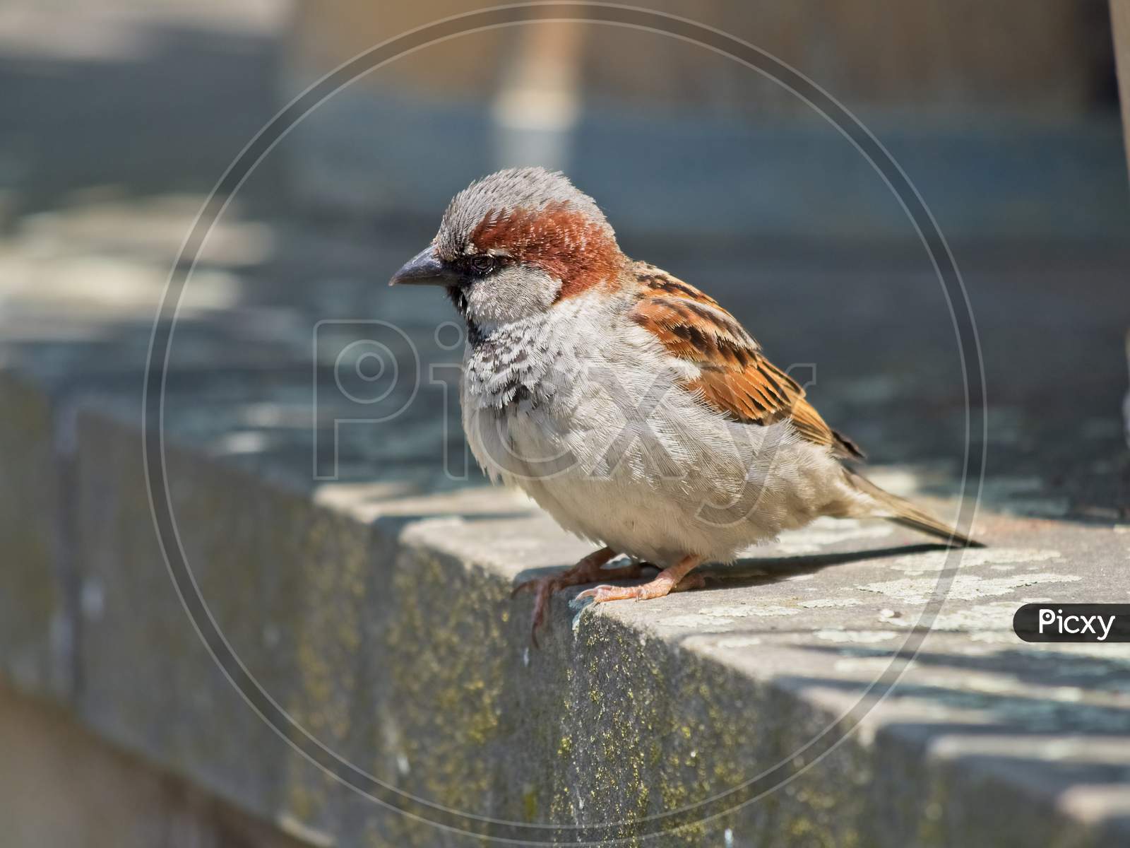 Male House Sparrow Sitting On The Stone Wall.