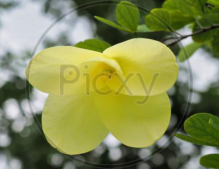 Beautiful Closeup Photograph Of Flower.