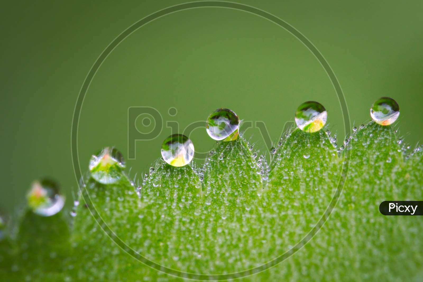 Water drops on leaf zigzag edges