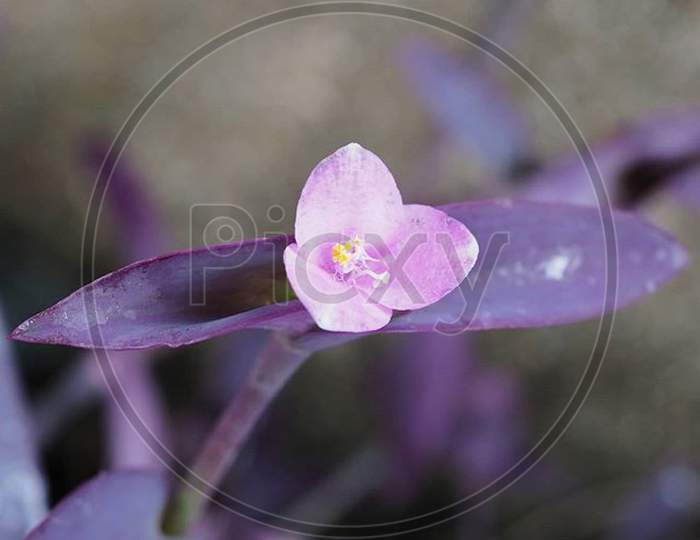 Beautiful Closeup Photograph Of Flower.