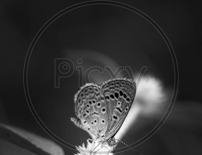 Beautiful Butterfly On Flower With Detailed Macro Closeup On Monochrome - Selective Focus Of Butterfly Eyes Blank And White Macro Photography.