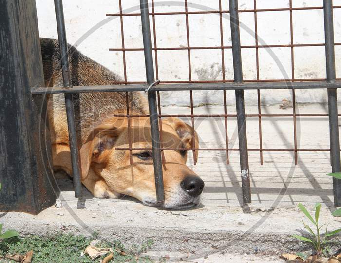 Dogs Locked Up Victims Of Animal Abuse And Abuse