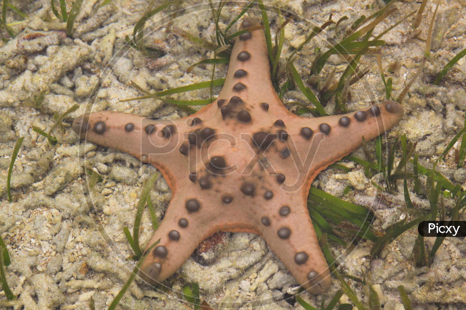 Orange Sea Star On Ocean Floor With Green Algae