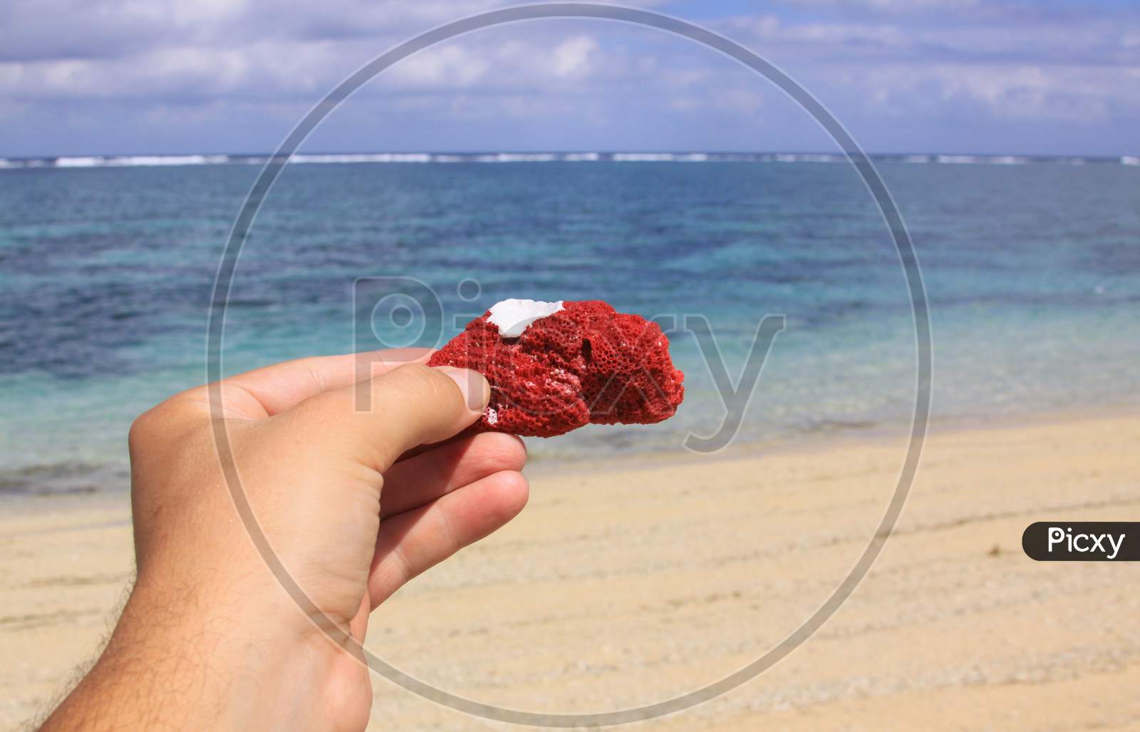 Hand Holding Red Coral, Ocean In Background