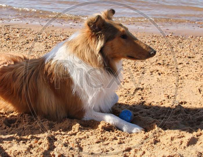 Puppy Collie On The Beach Pet Friendly