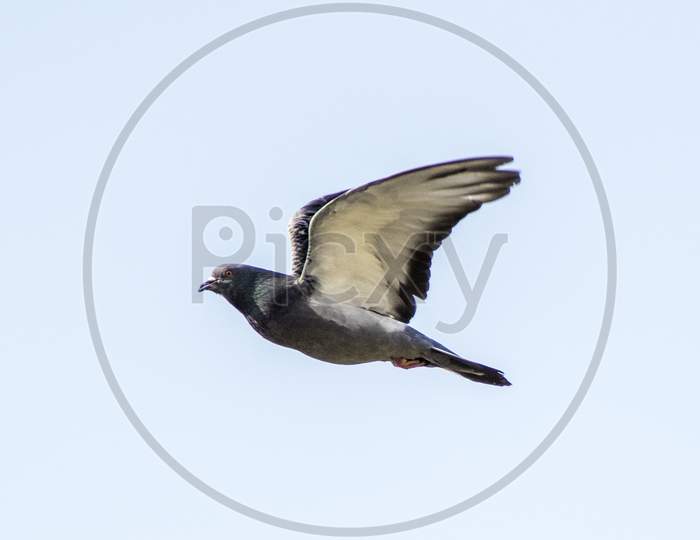 Pigeon In Flight