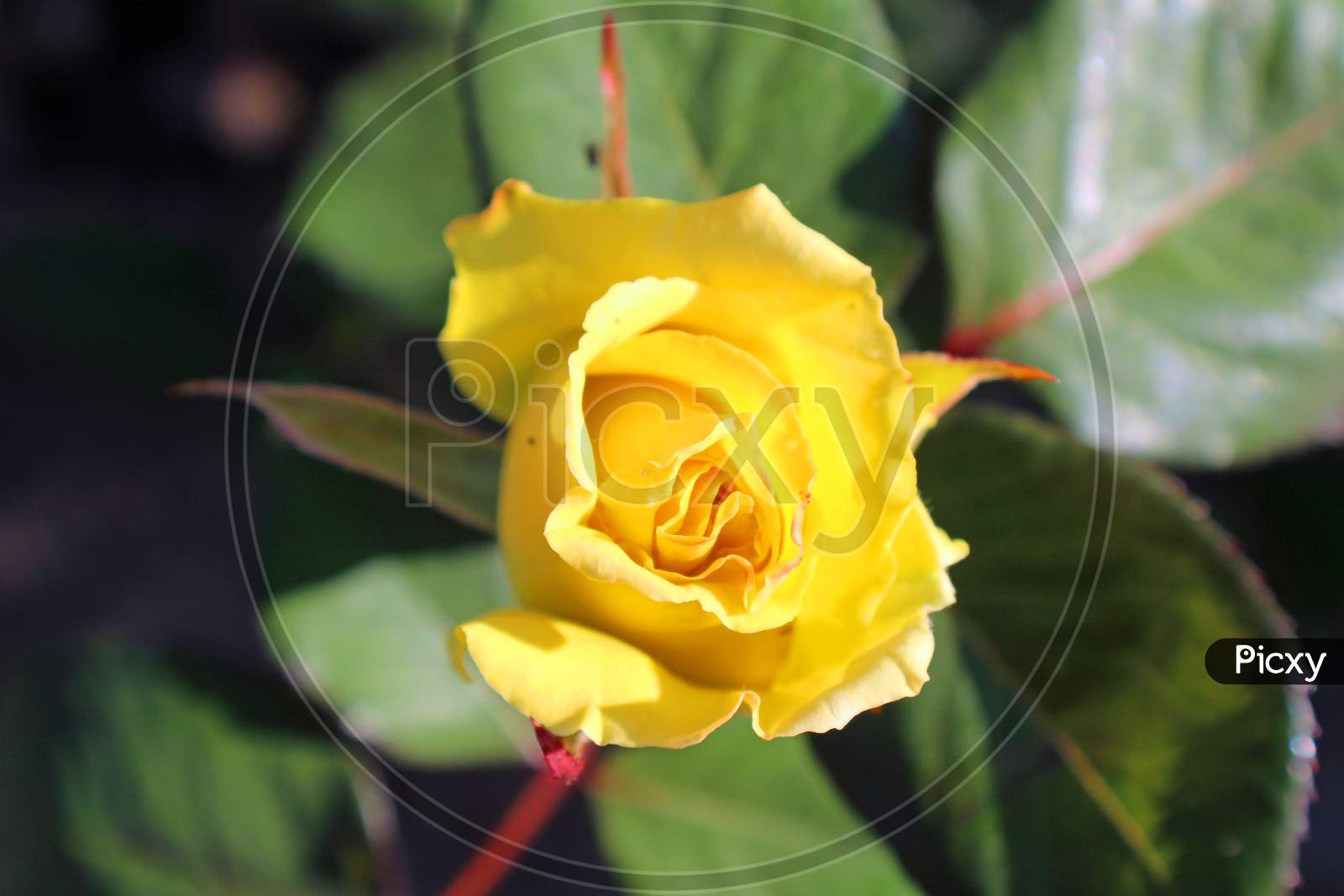 Yellow Rose (Ca 05512)