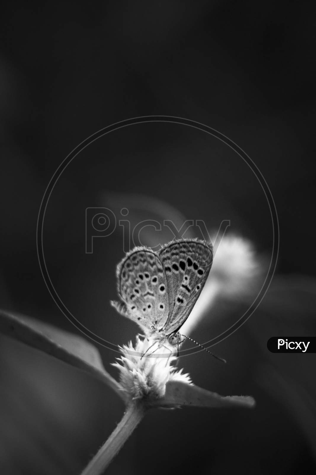 Beautiful Butterfly On Flower With Detailed Macro Closeup On Monochrome - Selective Focus Of Butterfly Eyes Blank And White Macro Photography.