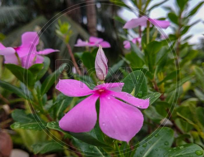 A New Pink Madagascar Periwinkle Flower Bud Blooms Behind A Blooming Flower