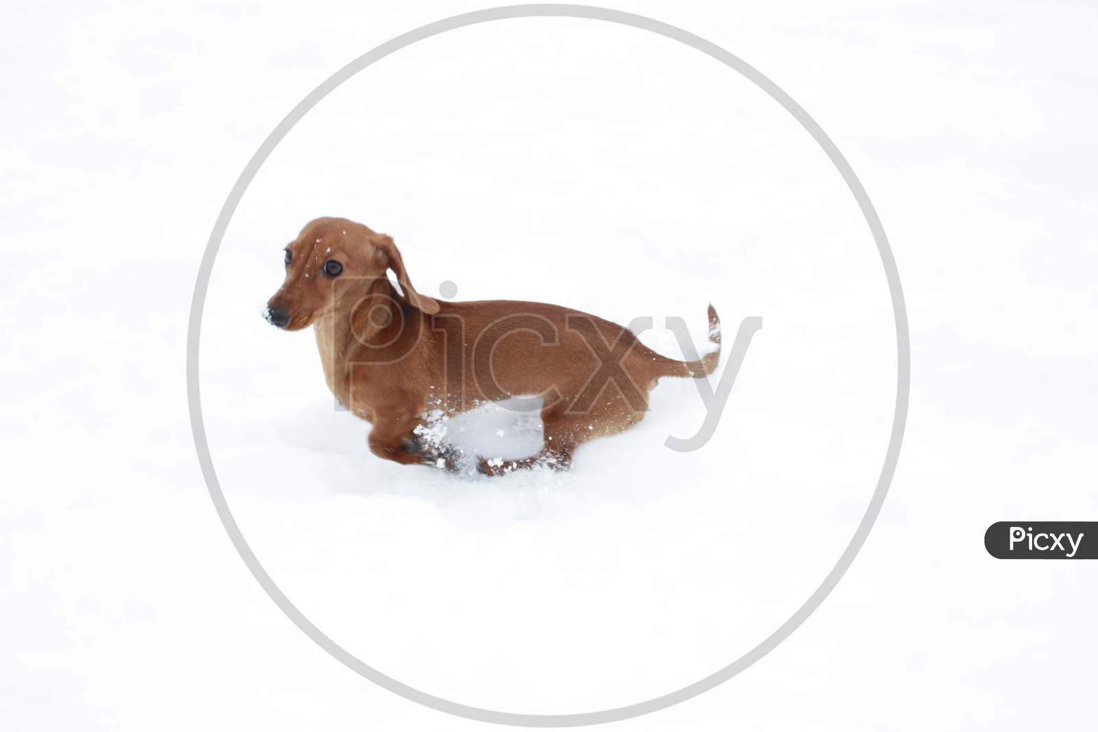 Miniature Dachshund Snow Playtime