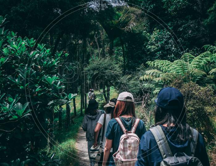 Adventurous People Wearing Backpacks Walking On Pathway Near Green Leaf Plants In Rain Forest For Adventure.