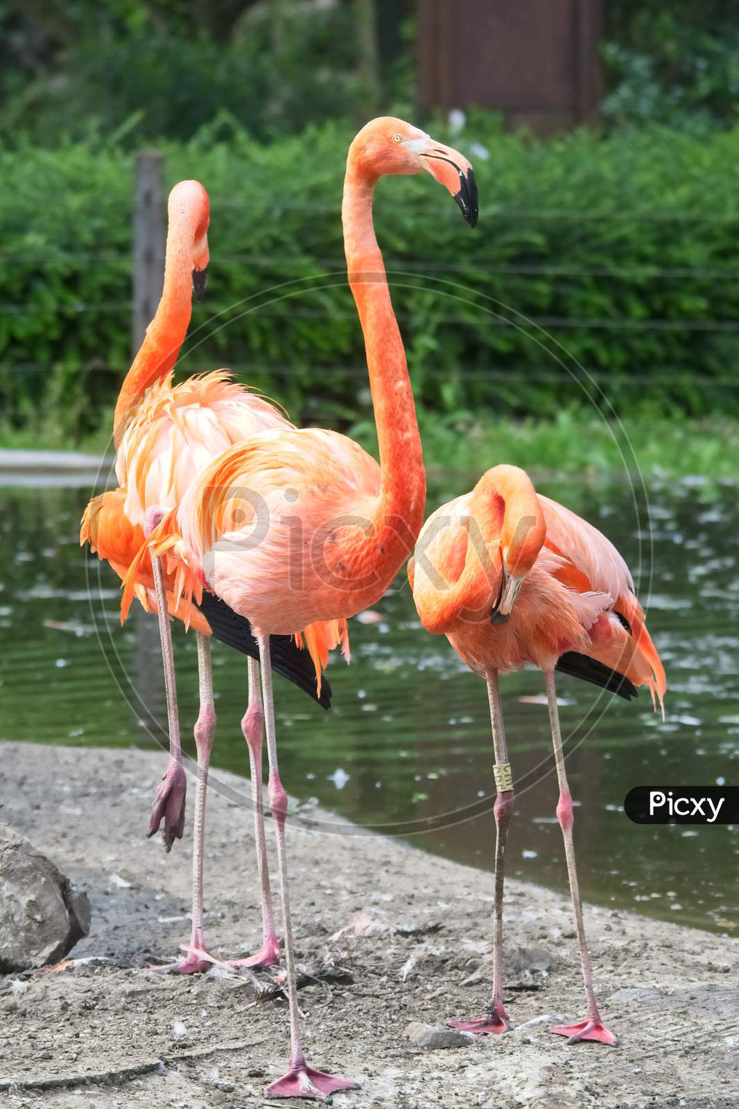 Three American Flamingo Birds In The Zoo