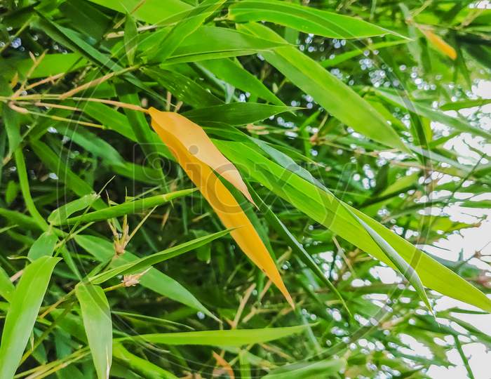Selective Focus On Green Bamboo Tree Leaves