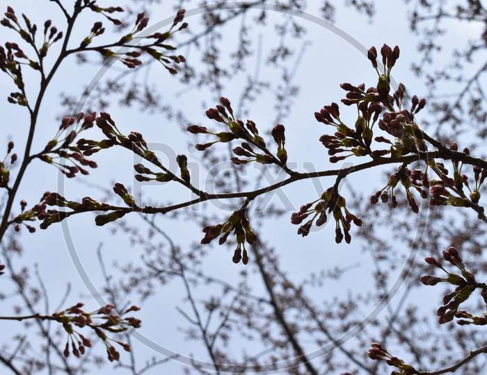 The cherry blossom just before blossoming in Sapporo Japan
