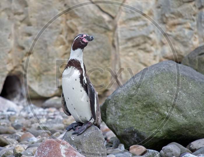 Single Magellan Penguin On The Rock