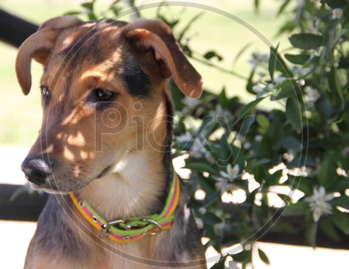 Mixed Breed Dog Portrait