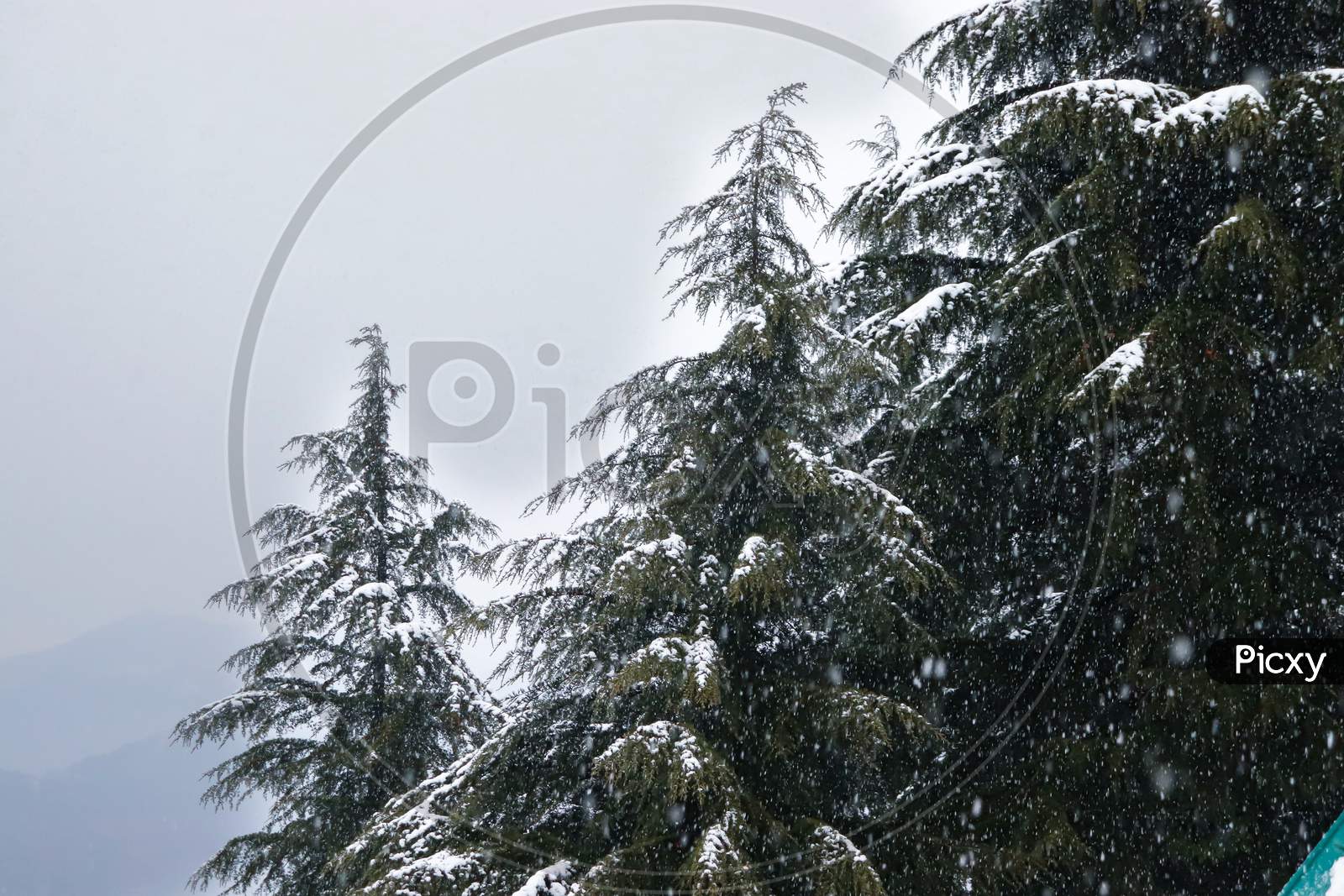 Pine Trees With Snowfall On Them During Winter