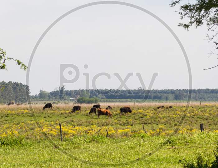 Argentinian Countryside Landscapes With Shades Of Green Yellow Flowers Cattle And Streams
