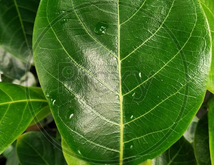 Flowering plant leaf