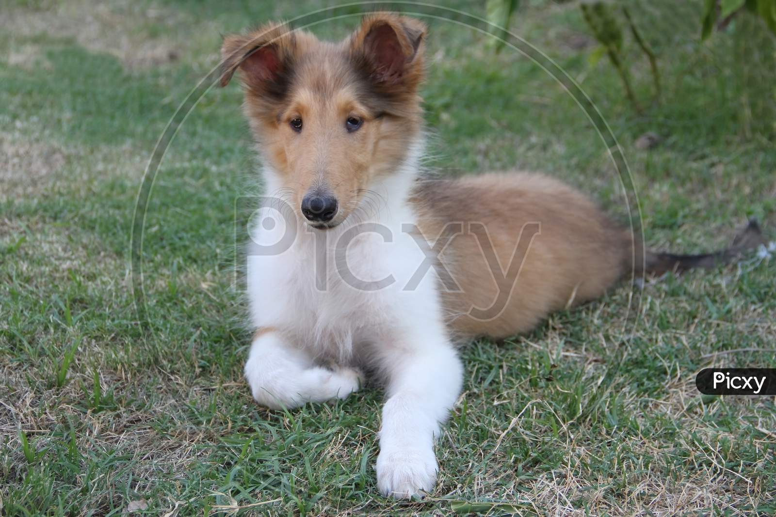 Collie Puppy Playing On The Green Grass