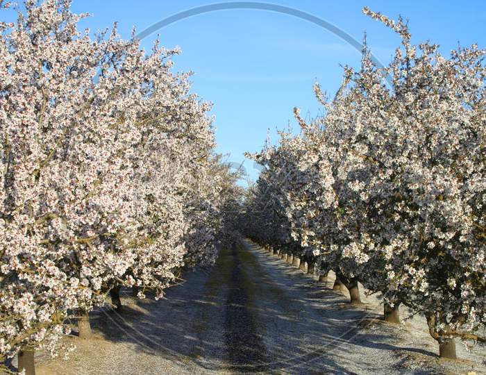 Blooming Almond Orchard (Ca 03969)