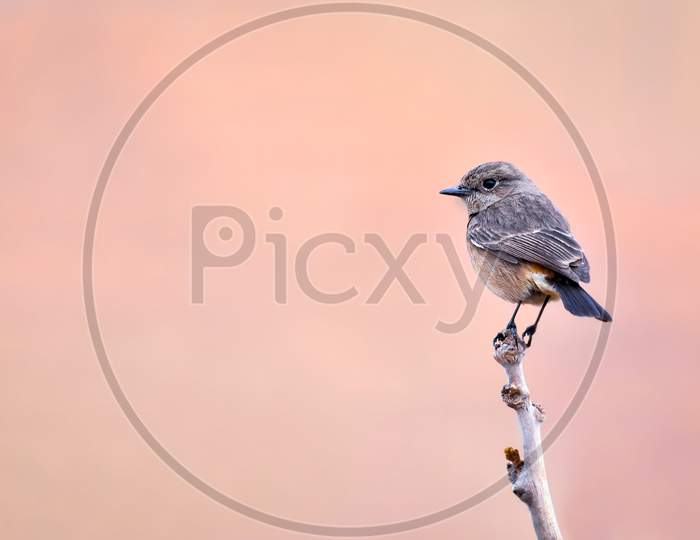 Pied Bush Chat Female Bird Perched On Branch