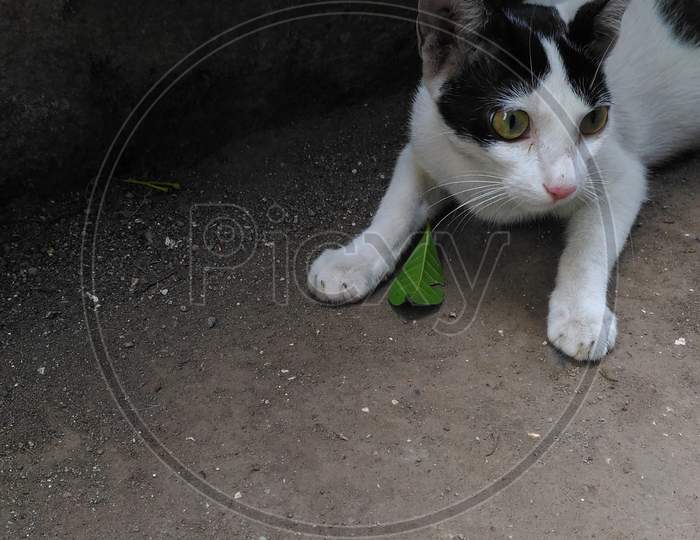 cat playing in garden area with a leaf