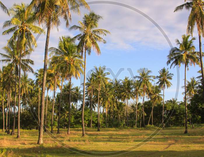 Palm Trees On Green Field In Warm Afternoon Light