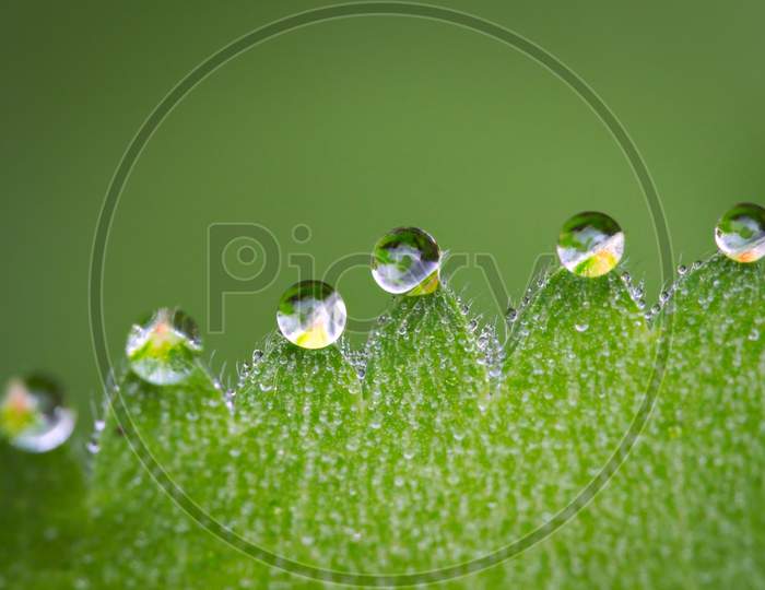 Water drops on leaf zigzag edges