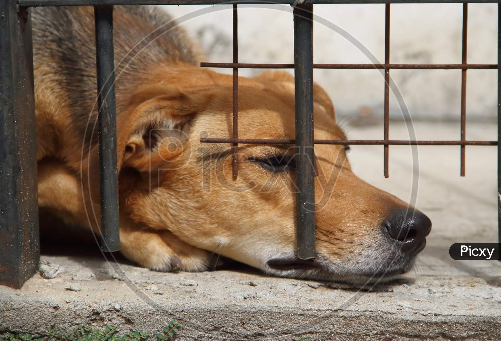 image-of-dogs-locked-up-victims-of-animal-abuse-and-abuse-us564624-picxy