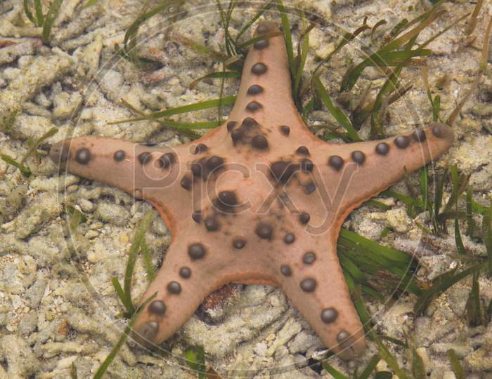 Orange Sea Star On Ocean Floor With Green Algae