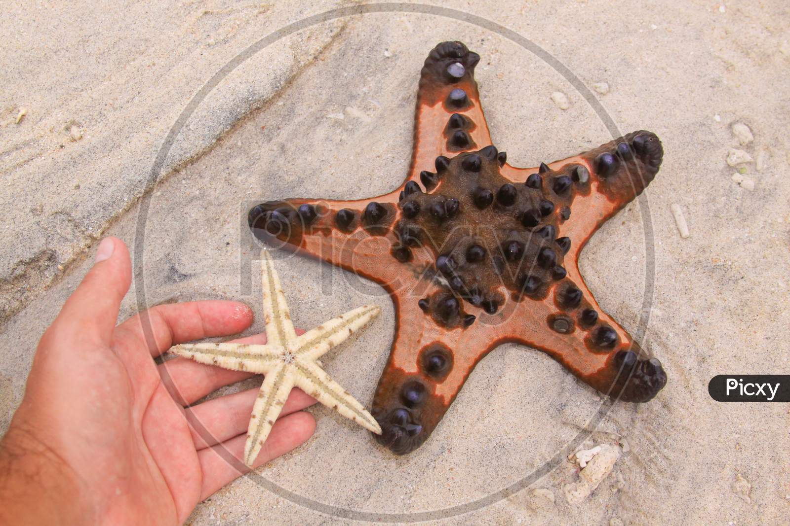 Two Sea Stars And Hand On Tropical Sandy Beach