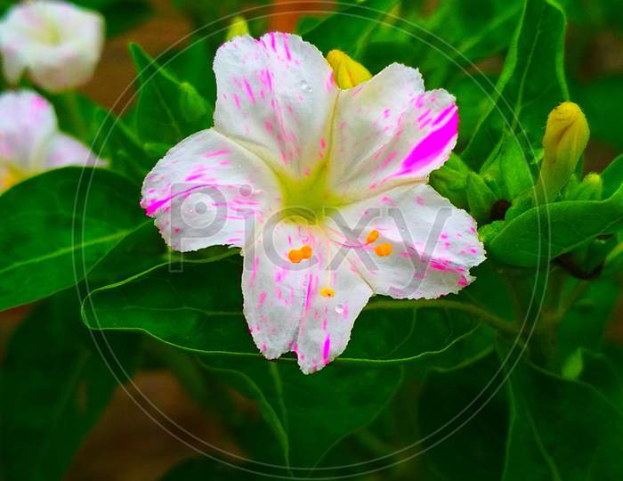4 o'clock flower, is the most commonly grown ornamental species of Mirabilis plant, and is available in a range of colours.