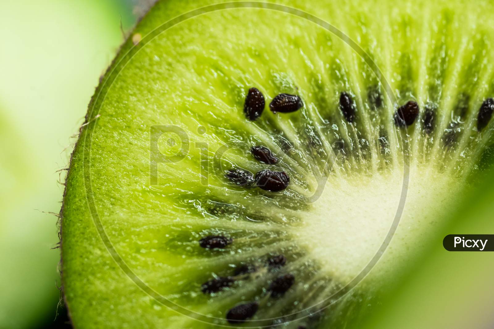 Kiwi fruit slice in close-up