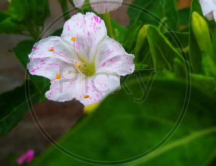 4 o'clock flower, is the most commonly grown ornamental species of Mirabilis plant, and is available in a range of colours.