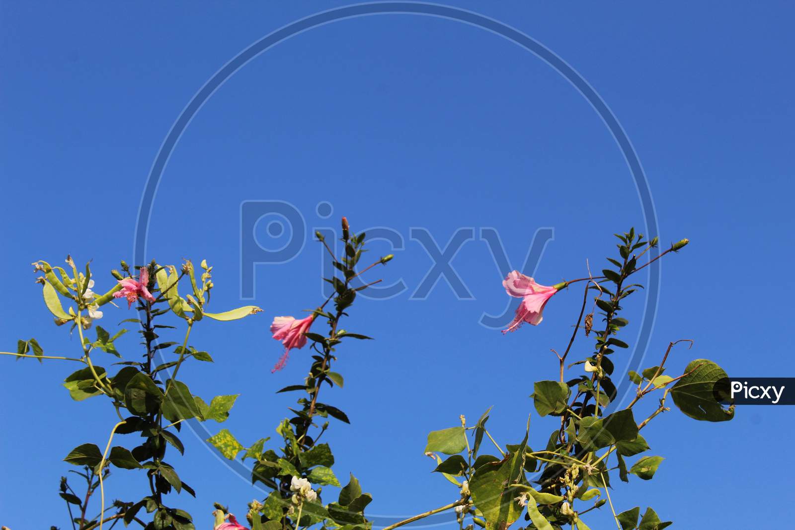 Pink hibiscus Flower with blue sky background.