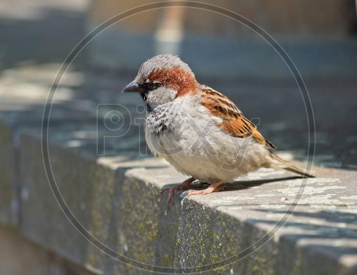 Male House Sparrow Sitting On The Stone Wall.