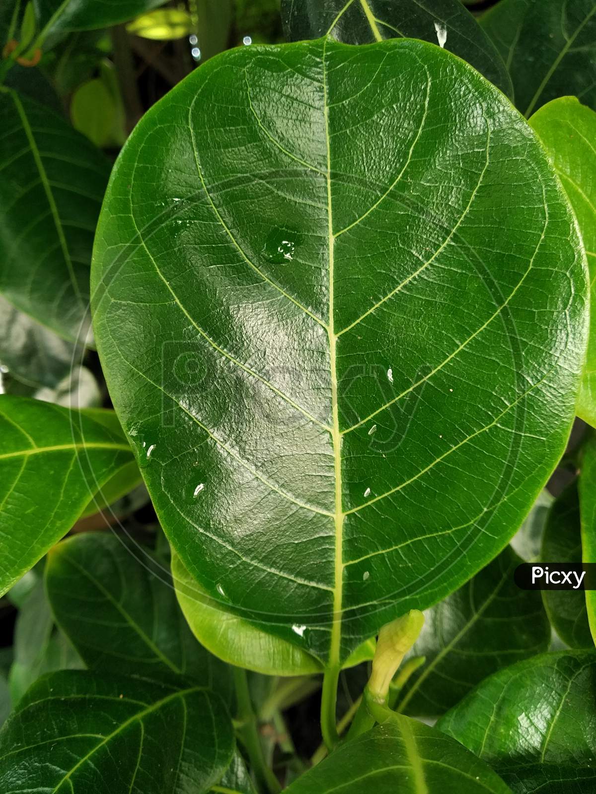 Flowering plant leaf