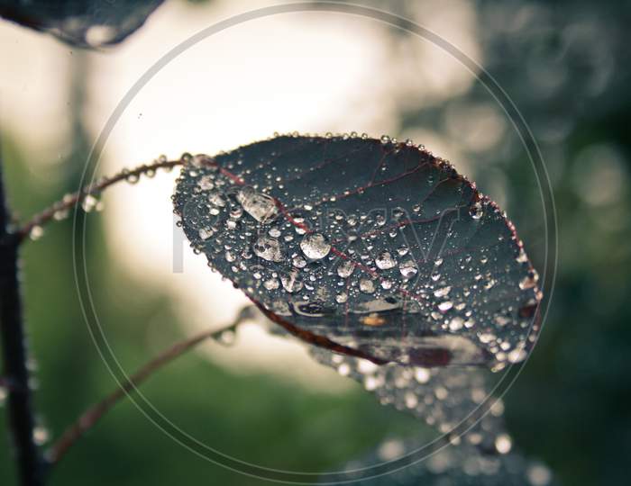 Dewdrop on leaf in early morning