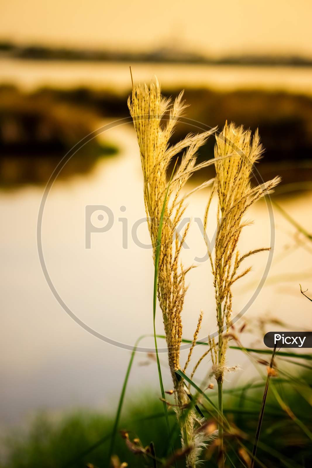 Wind Blown Wild Grass With Sunshine. Flowing Green Yellow Grass Flowers At Sunset. Tall Grass Flow With The Wind In Golden Sunlight