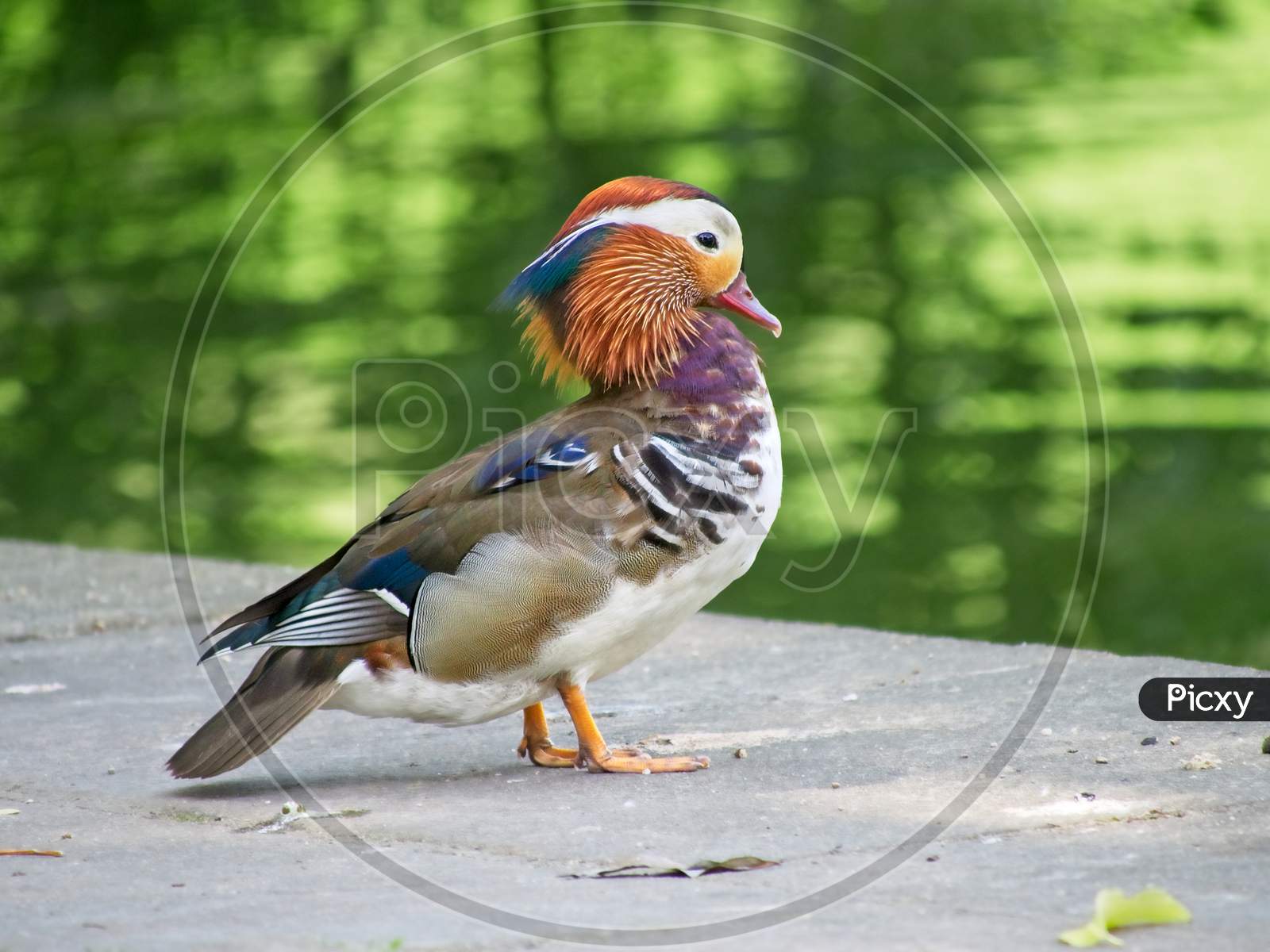 Mandarin Duck Male Over The Pond In The Park.
