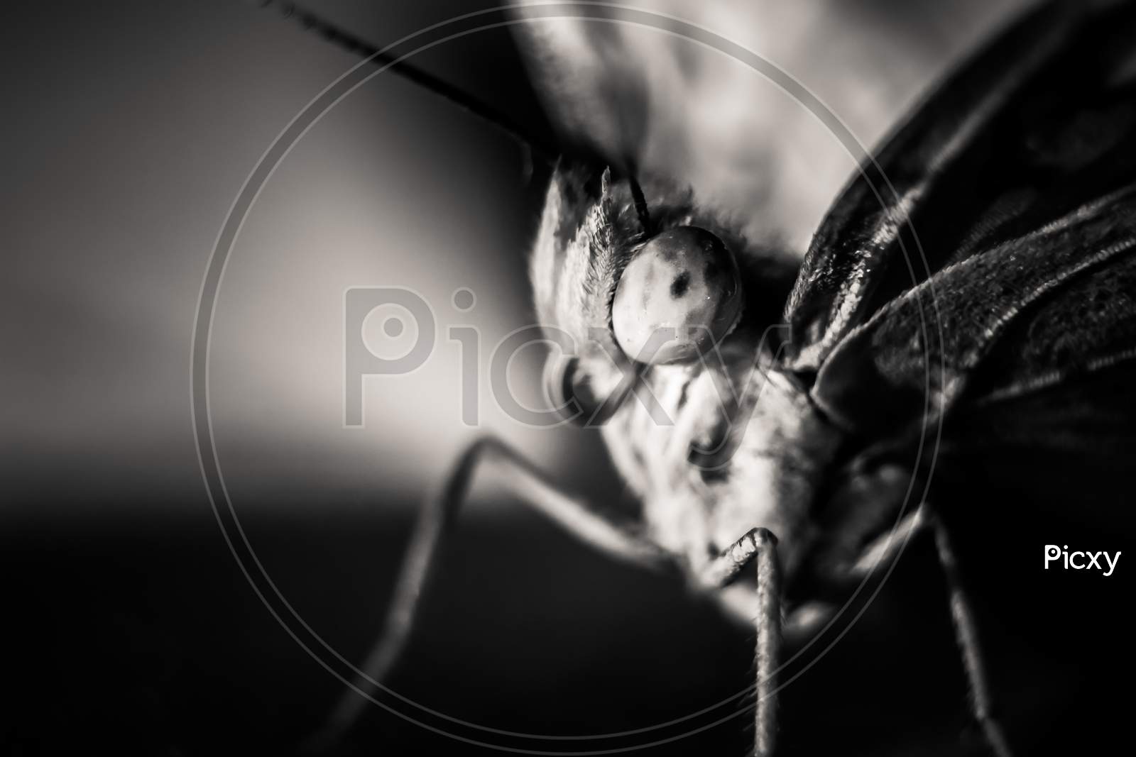 Beautiful Butterfly Detailed Macro Closeup On Monochrome - Selective Focus Of Butterfly Eyes Blank And White Macro Photography.