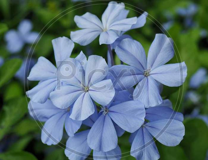 Beautiful photograph of a Flower.