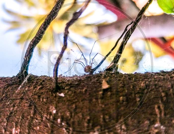 Tree Spider Webs